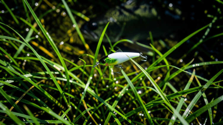 Choosing the Right Lures for Grass