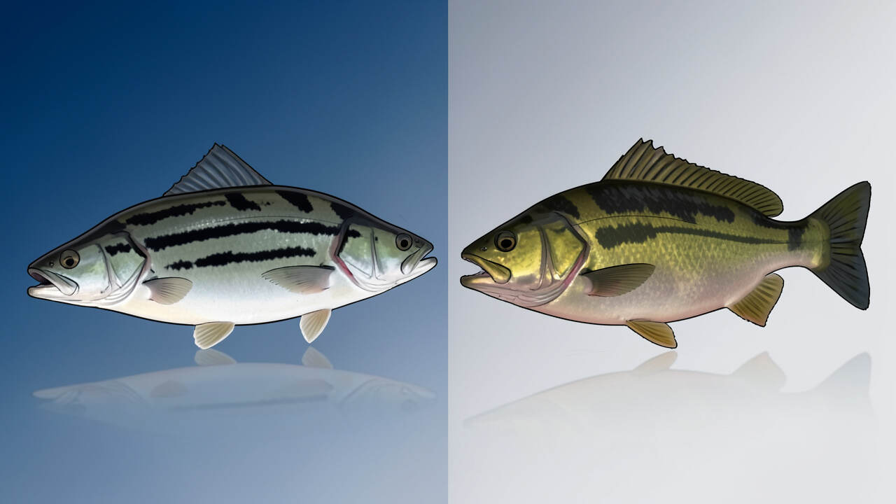 Coloration Clues