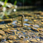 Drop Shot For Bass: Finesse Vertical Presentation Mastery