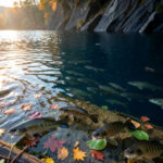 Fall Bass Transition: Tracking Schools From Shallow To Deep