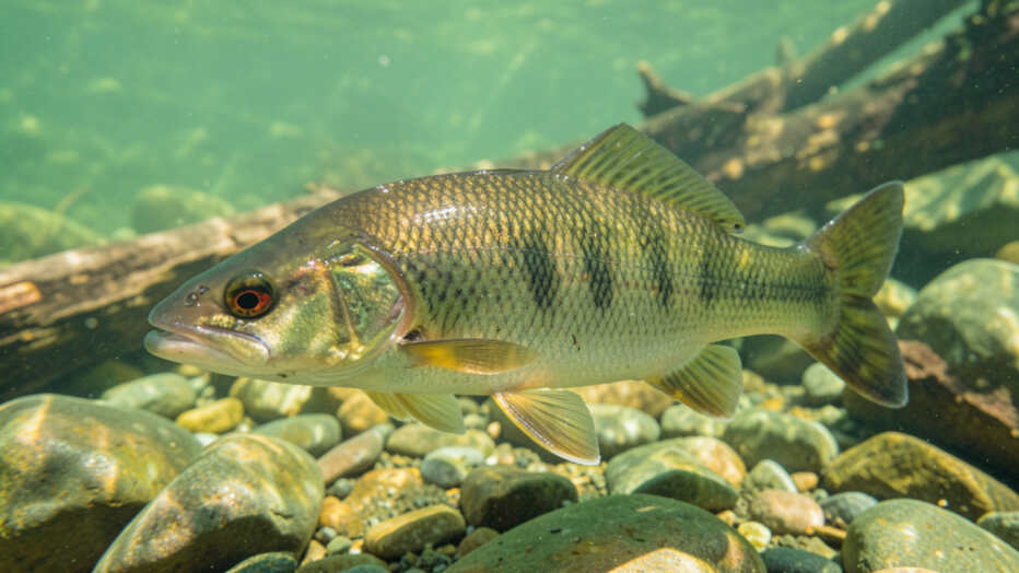 Identifying the Smallmouth Bass