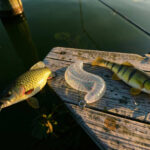 Swimbait Bass Fishing: Hard, Soft, And Glide Bait Tactics
