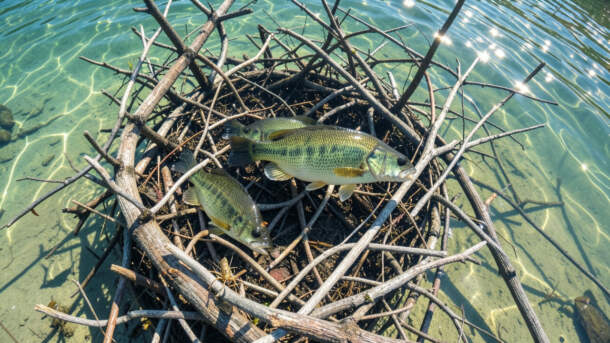 Why Bass Love Brush Piles