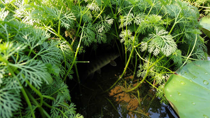 Why Bass Love Thick Aquatic Vegetation