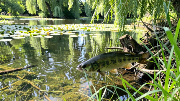 Why Ponds Offer Great Bass Fishing Opportunities